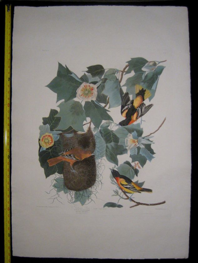 1827 Original Audubon Havell Baltimore Oriole 1st State  