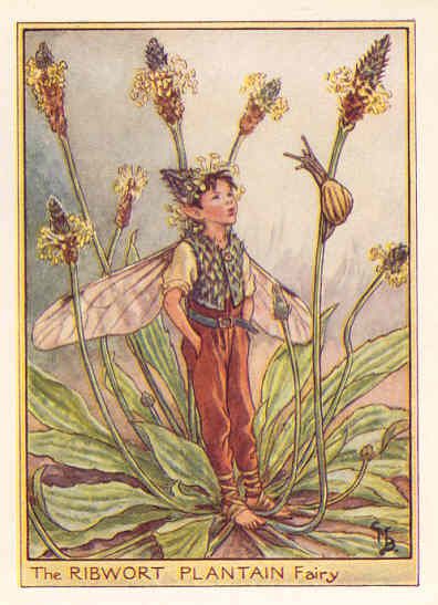 FLOWER FAIRIES RIBWORT PLANTAIN.Old color print. c1948  