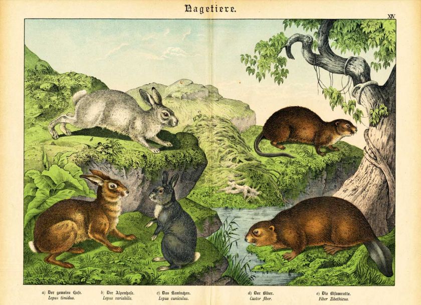 Antique Prints RODENT HARE BEAVER RABBIT MUSKRAT Schubert 1878  