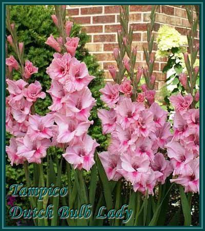 40 Gladiolus Corms ***53 Species Inside*** You Pick & Choose 