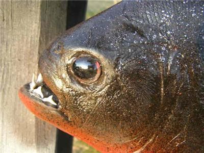 BIG XXL Piranha Fish MOUNT Taxidermy  w/TEETH Unique  