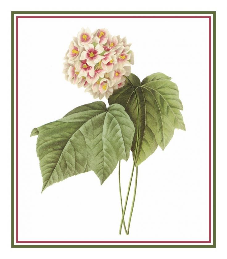   Flower Illustration of a Pink Snowball Counted Cross Stitch Chart