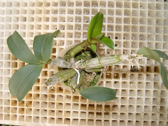 CGDendrobium trigonopus Rare Orchid Species Cold Hardy BS  