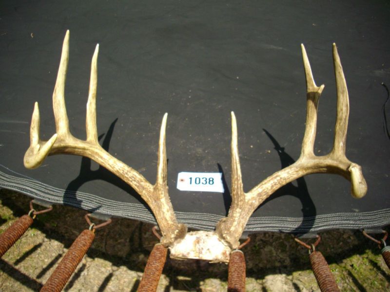 TAXIDERMY LOOK 10 PT.W/T DEER *IOWA* ANTLERS LOG CABIN  