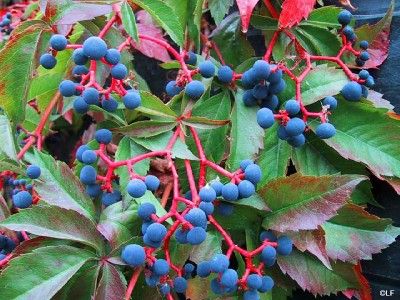 VIRGINIA CREEPER Parthenocissus quinquefolia seed ES 51  