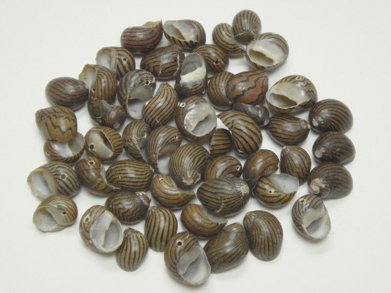 DRILLED HOLE NERITE COMMUNIS SEA SHELL BEADS CRAFT 50 PCS #T 114 