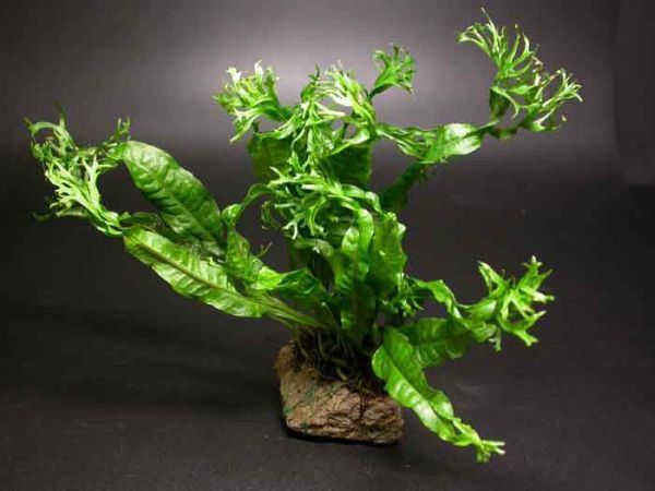 Windelov Fern for live algae eater aquarium plant BJ  