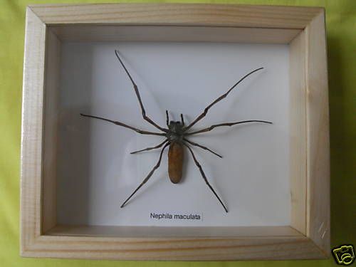 BIG SPIDER NEPHILA MACULATA TAXIDERMY INSECT DISPLAY  
