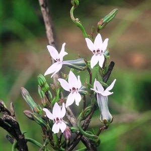 10 Creeping campanula Seeds   Cyphia volubilis  