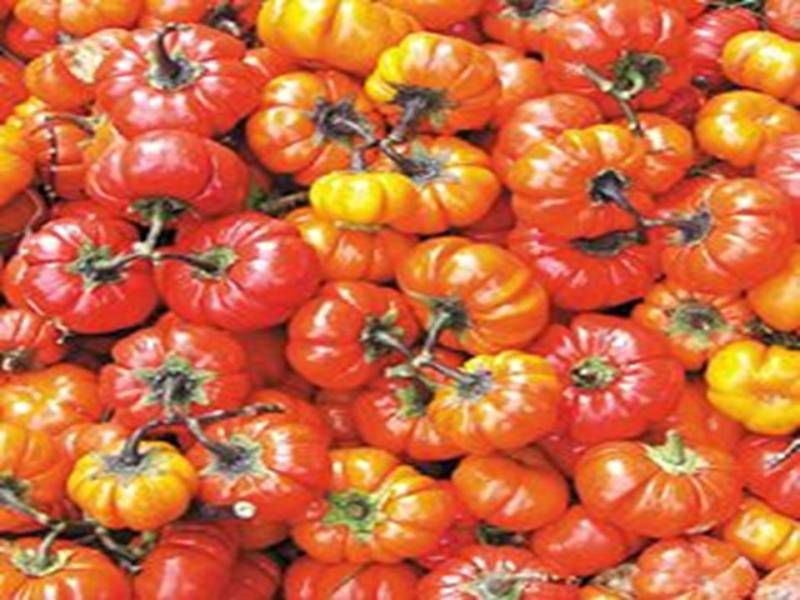 Hmong Red Ruffled Heirloom Eggplant (Solanum melongena) Seeds  