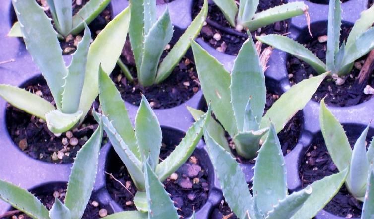 AGAVE DESERTI DESERT CACTUS SUCCULENT STARTER PLANT  