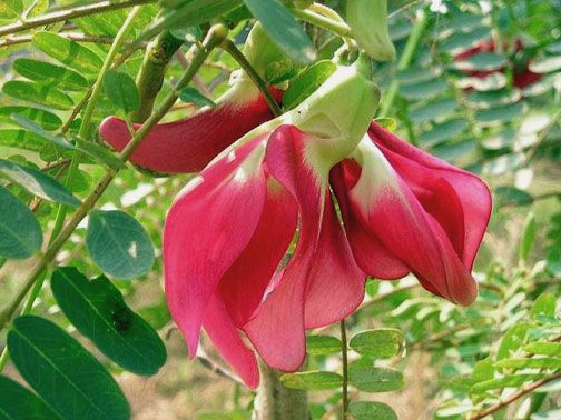   grandiflora HUMMINGBIRD TREE, Beautiful and Edible ~SEEDS~  