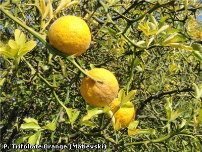 The trifoliate orange is extremely hardy, surviving temperatures well 