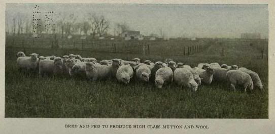 Keeping SHEEP How to Raise Breed Feed House & Finish  